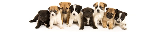 puppy-banner