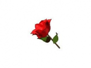 Rose-Small2